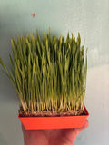 Wheatgrass - 2oz Clamshell