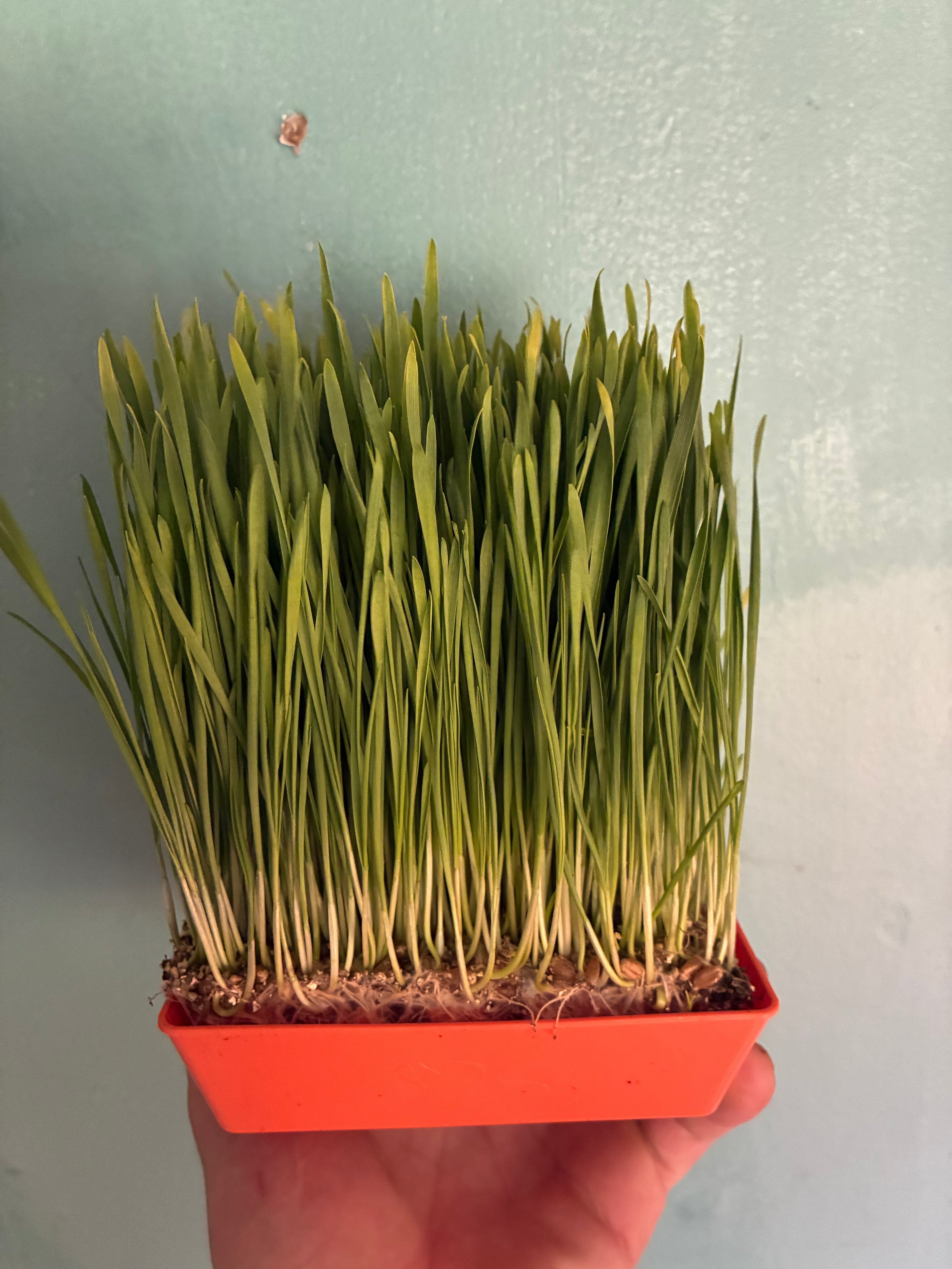 Wheatgrass Live Tray