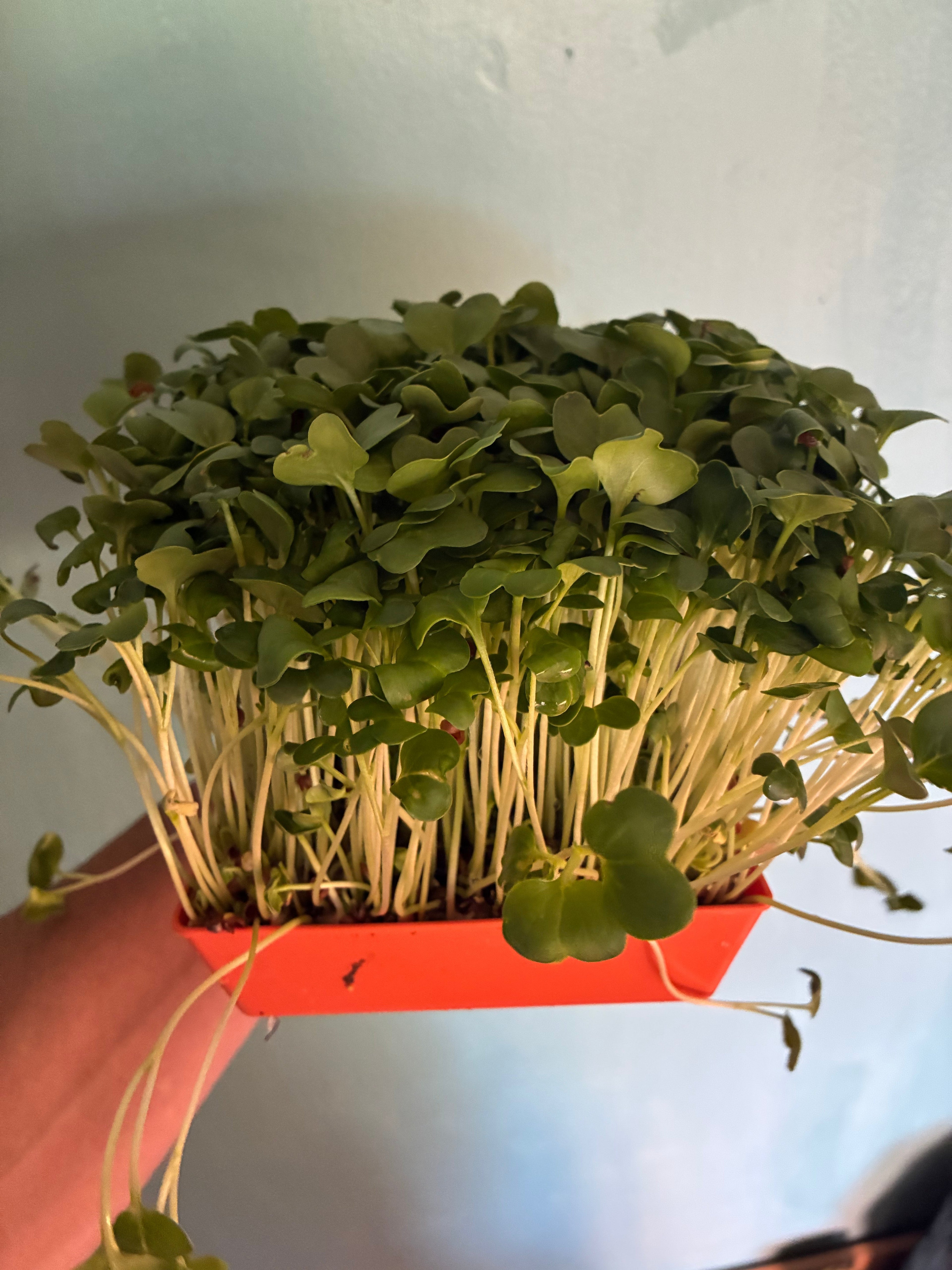 Green Radish Live Tray