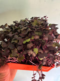 Rambo Radish Microgreens - 2oz Clamshell