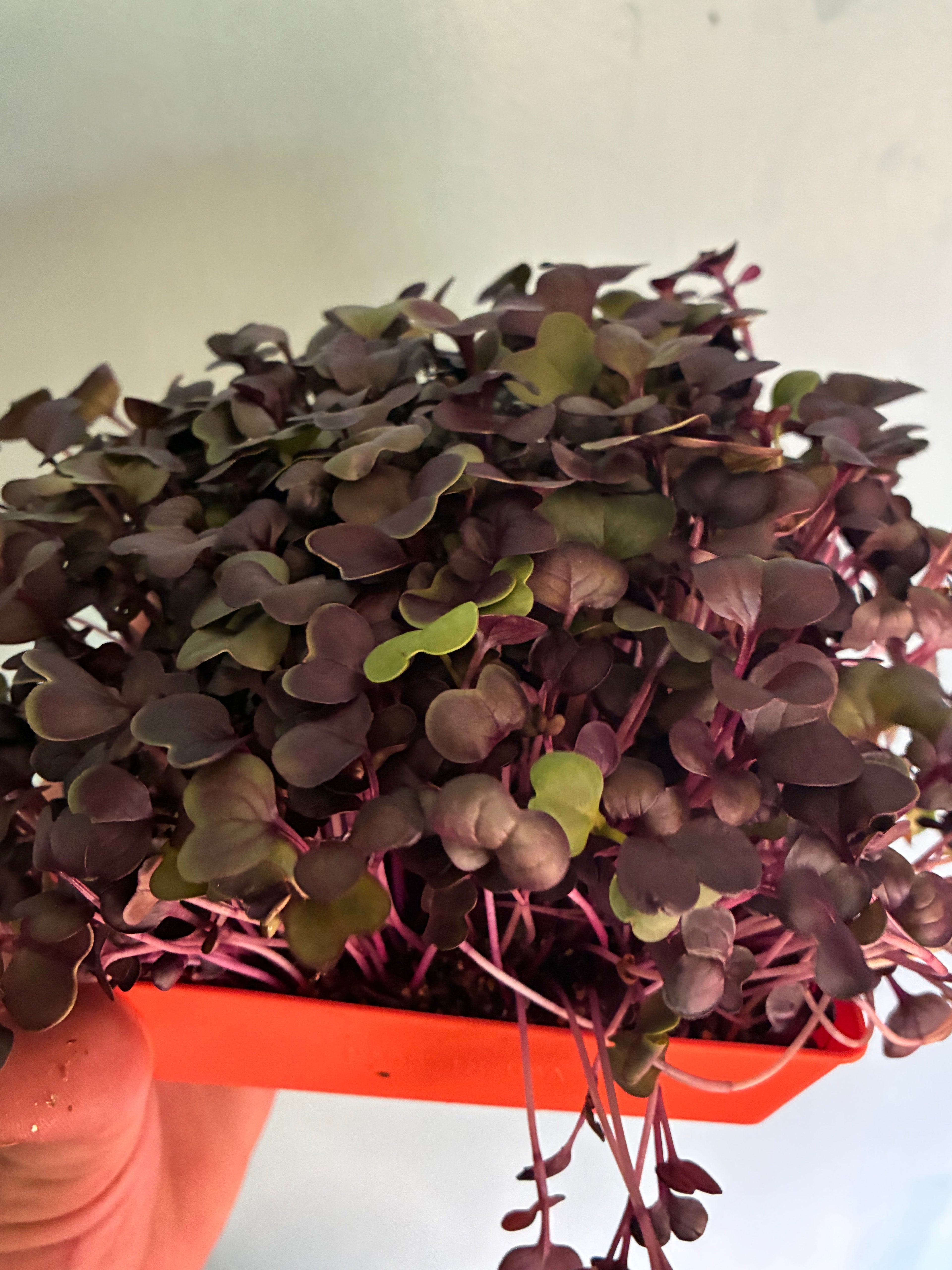 Rambo Radish Microgreens - 2oz Clamshell