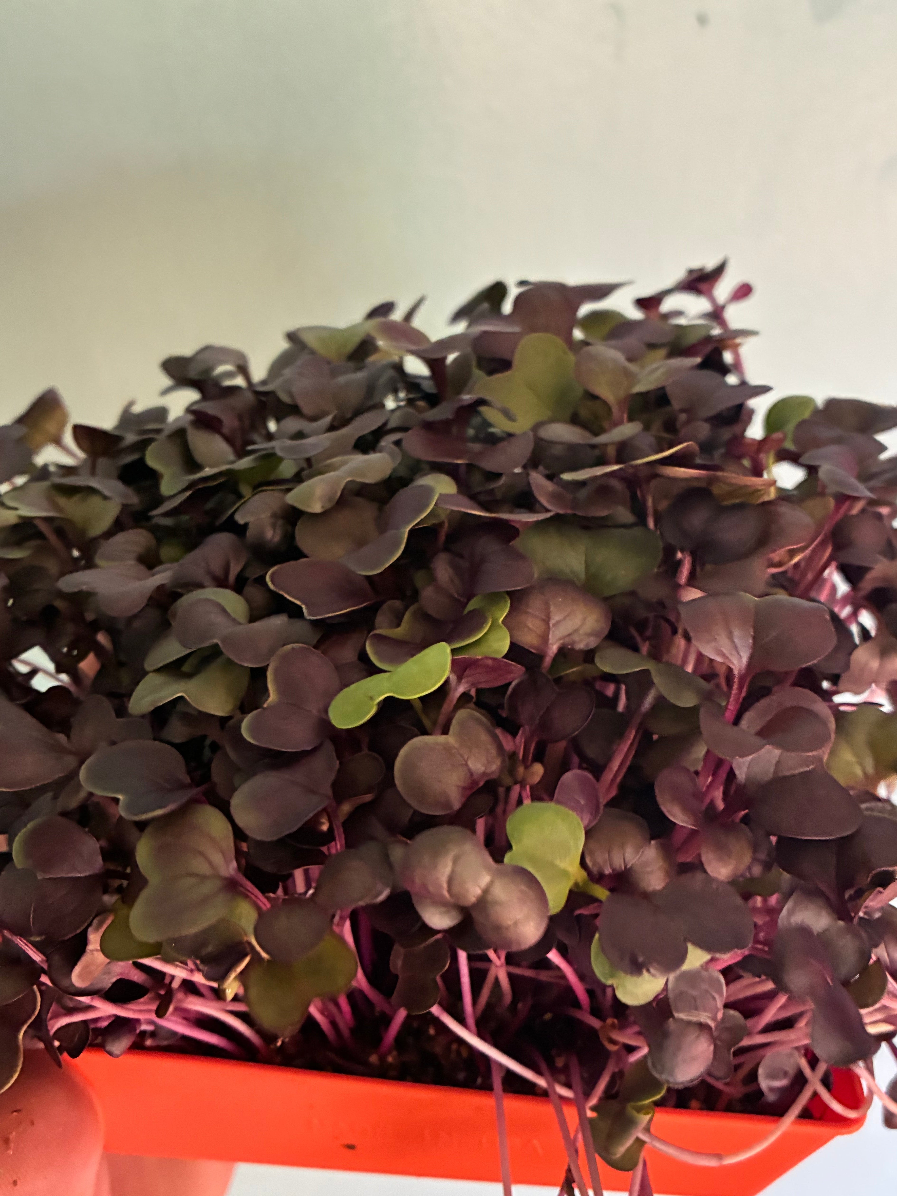 Rambo Radish Live Tray