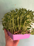 Pea Shoots Live Tray