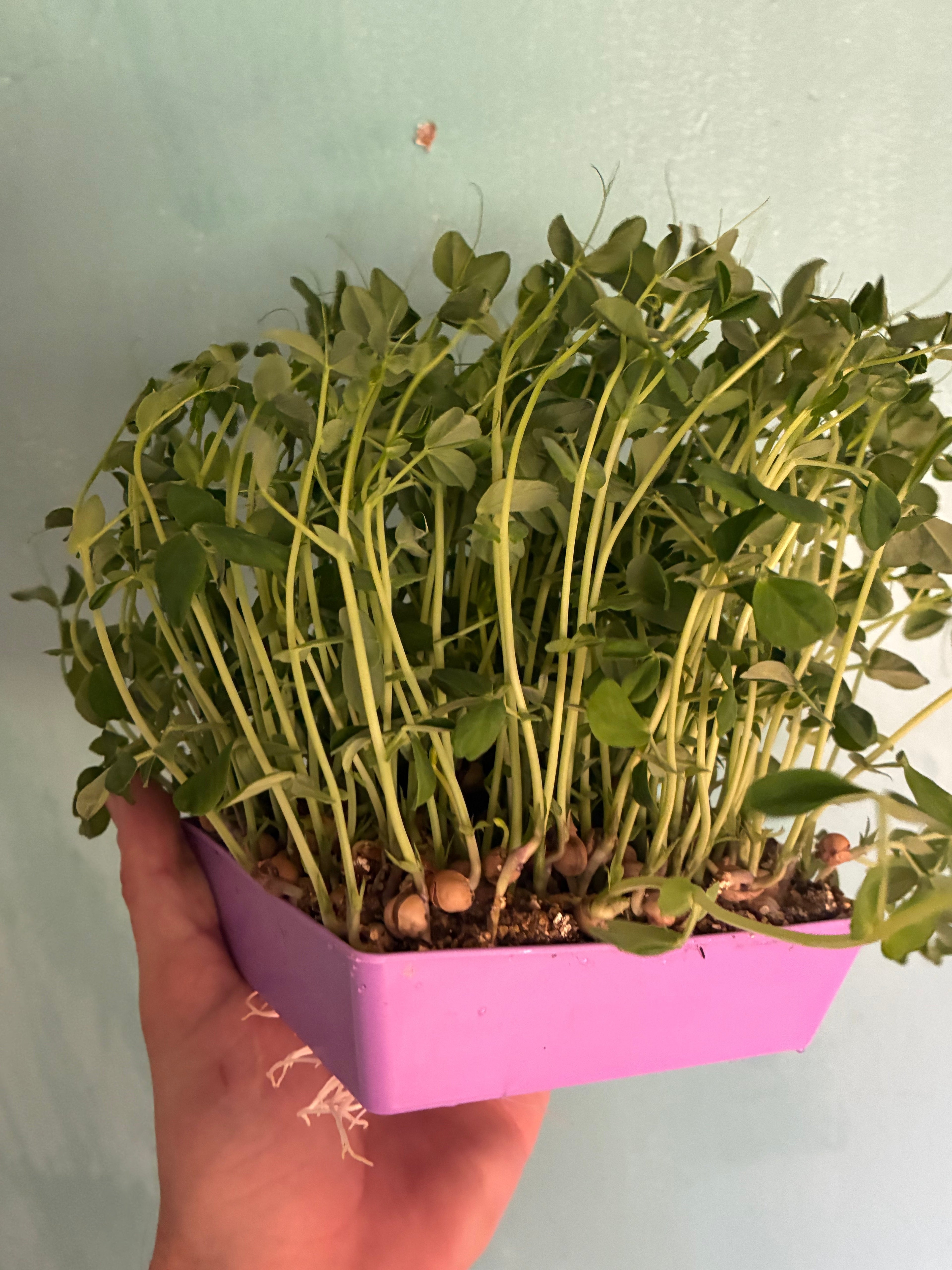 Pea Shoots Live Tray