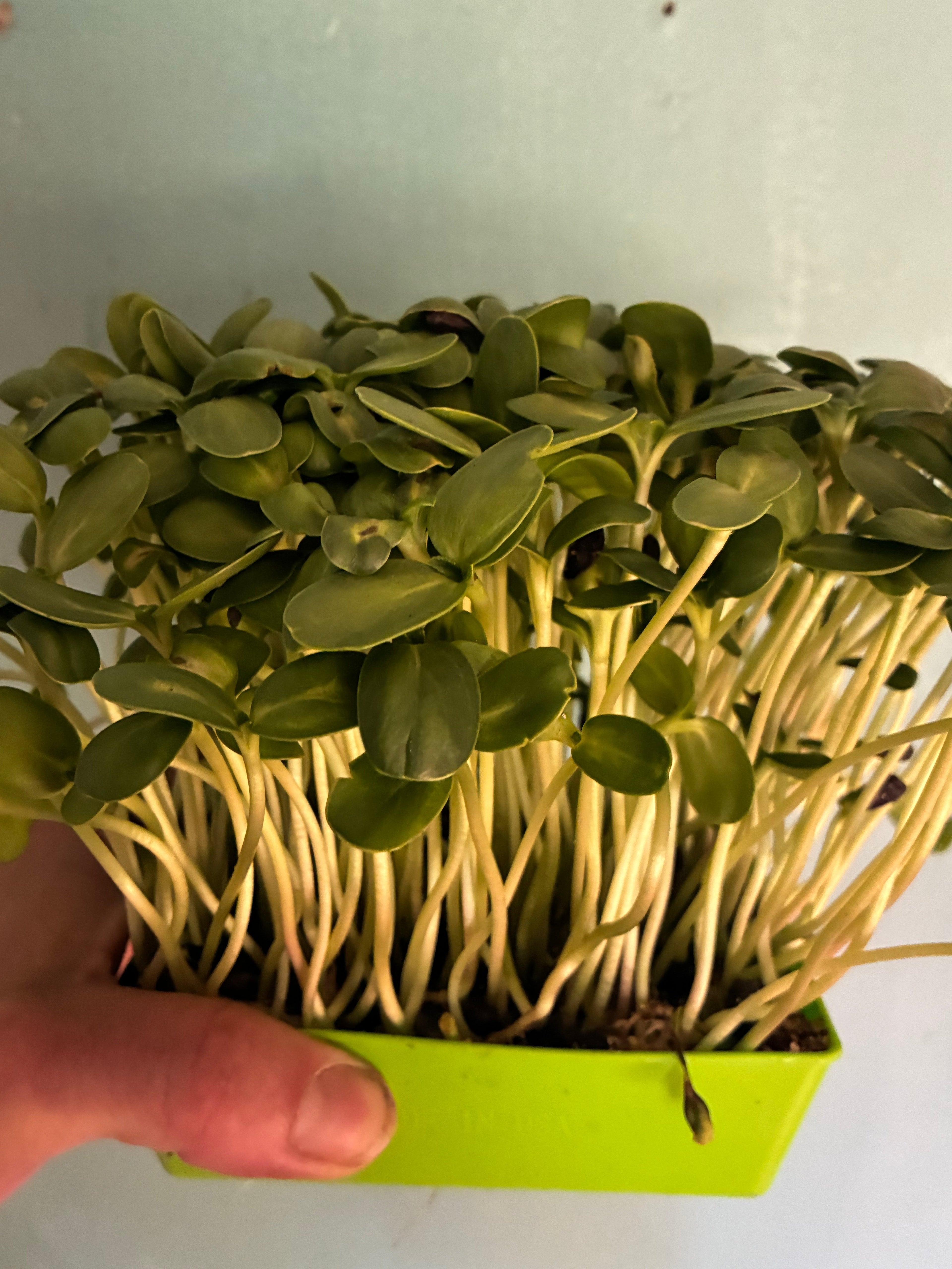 Sunflower MicroGreens Live Tray