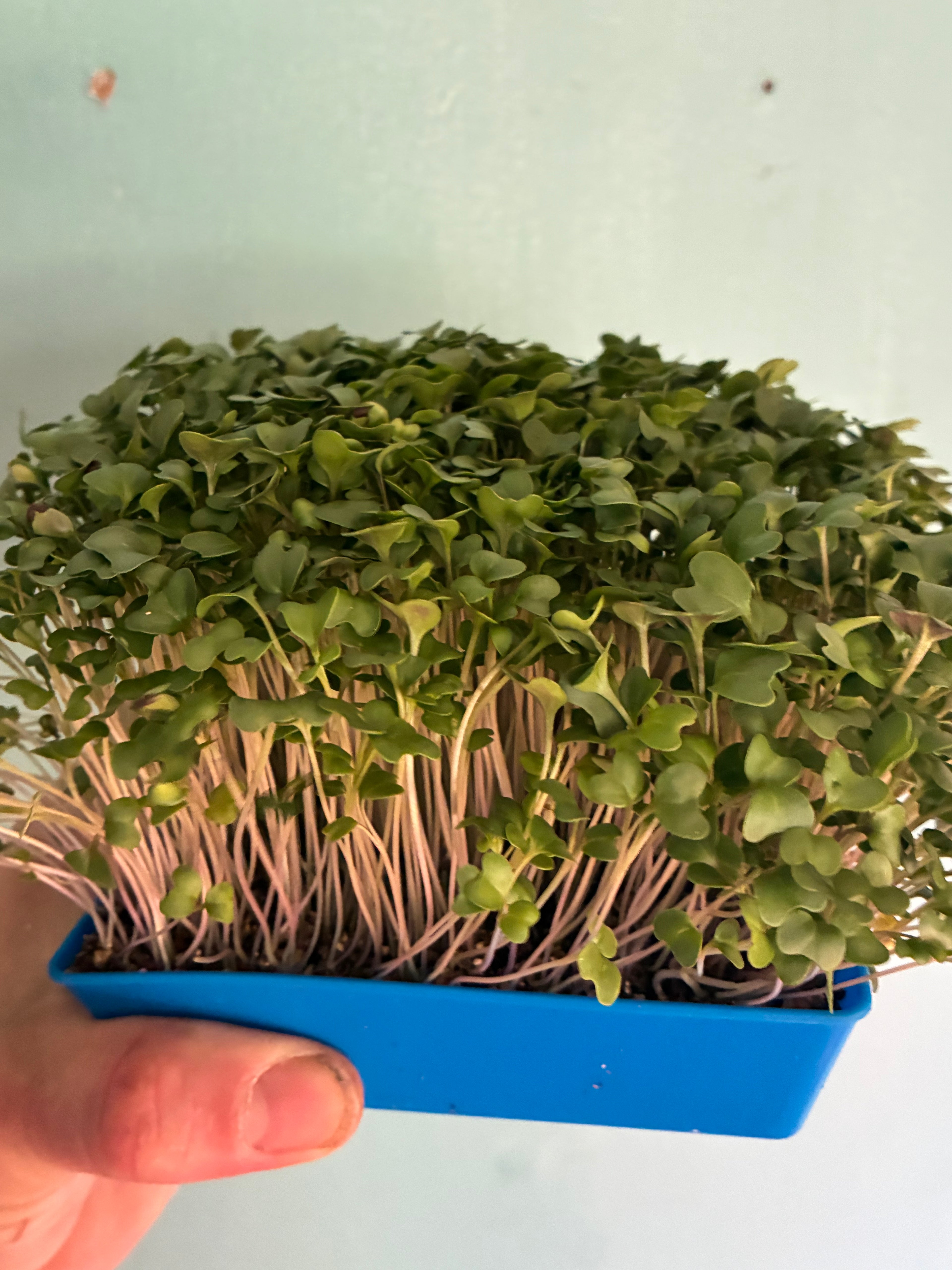 Broccoli Live Tray