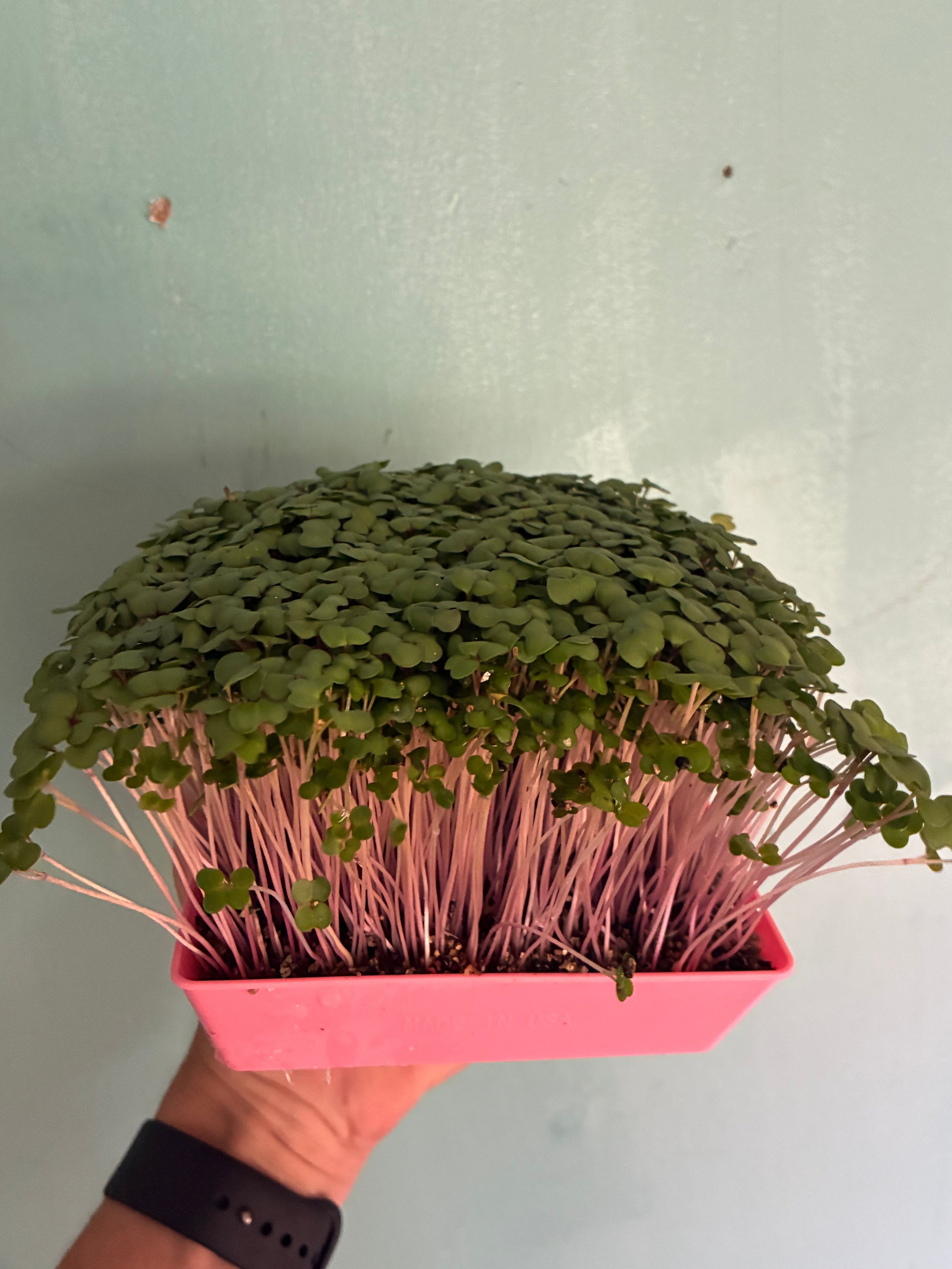 Purple Kohlrabi Microgreens - 2oz Clamshell