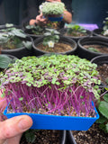 Red Russian Kale MicroGreens Live Tray