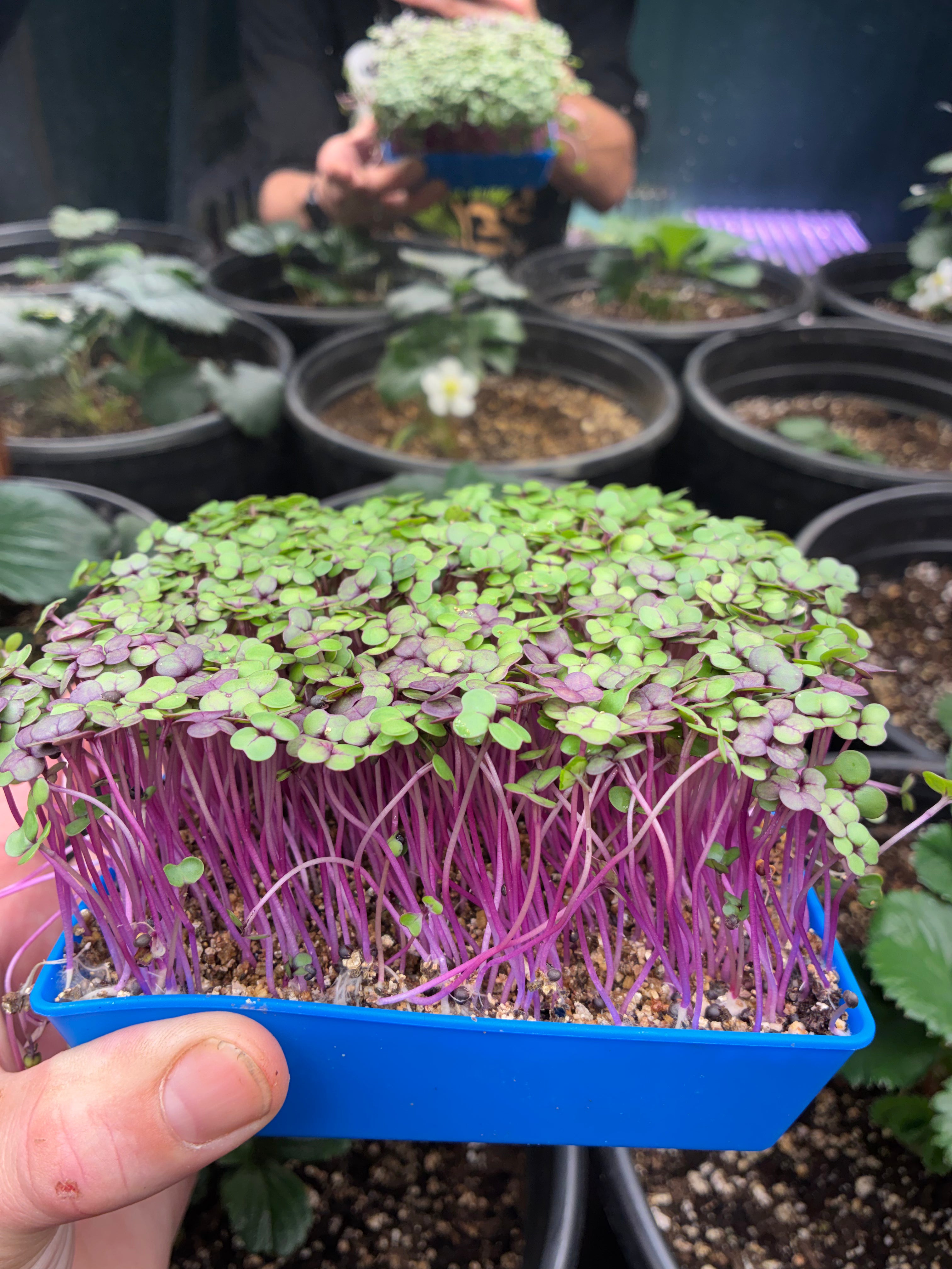 Red Russian Kale MicroGreens Live Tray