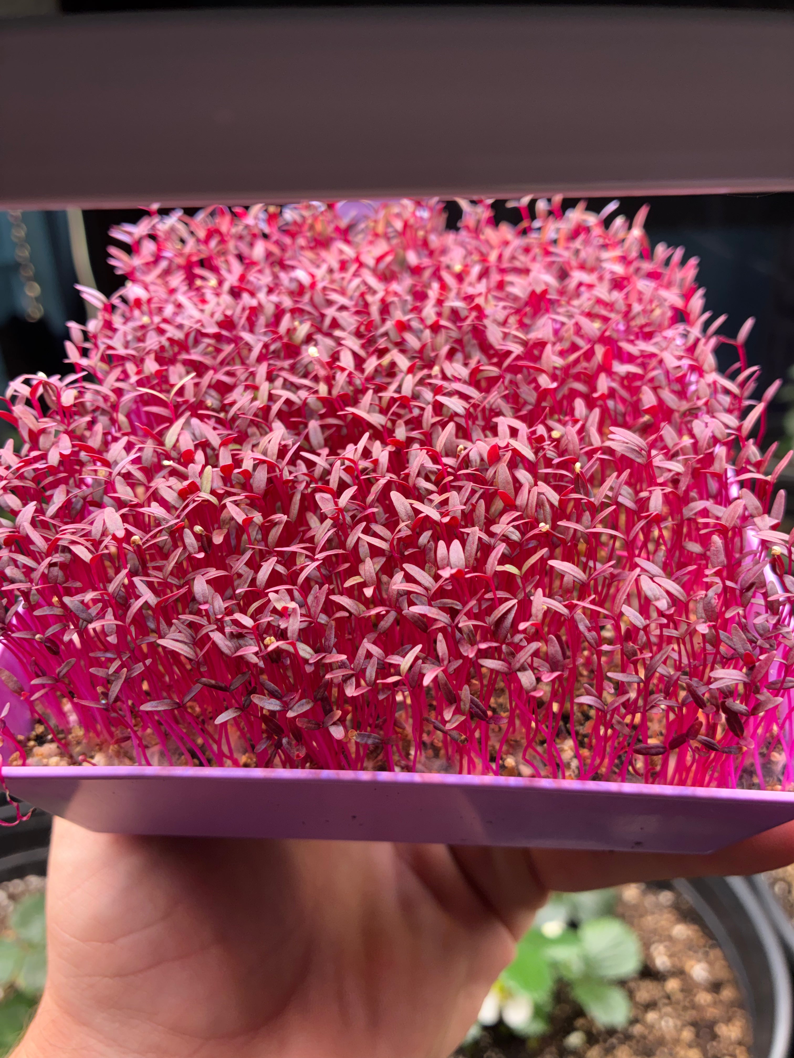 Red Garnet Amaranth MicroGreens Live Tray