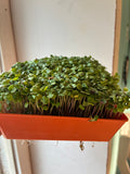 Arugula MicroGreens Live Tray