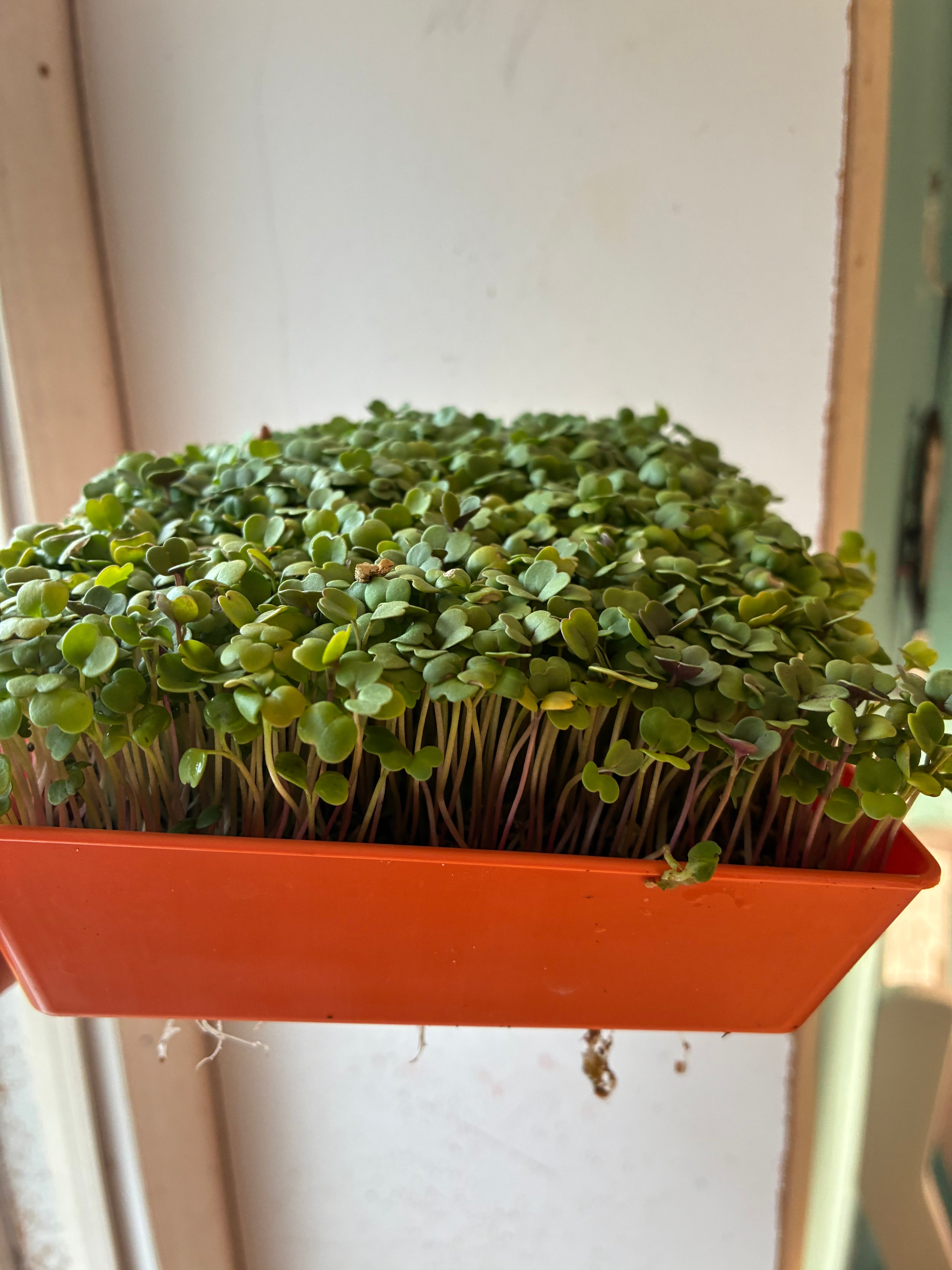 Arugula MicroGreens Live Tray