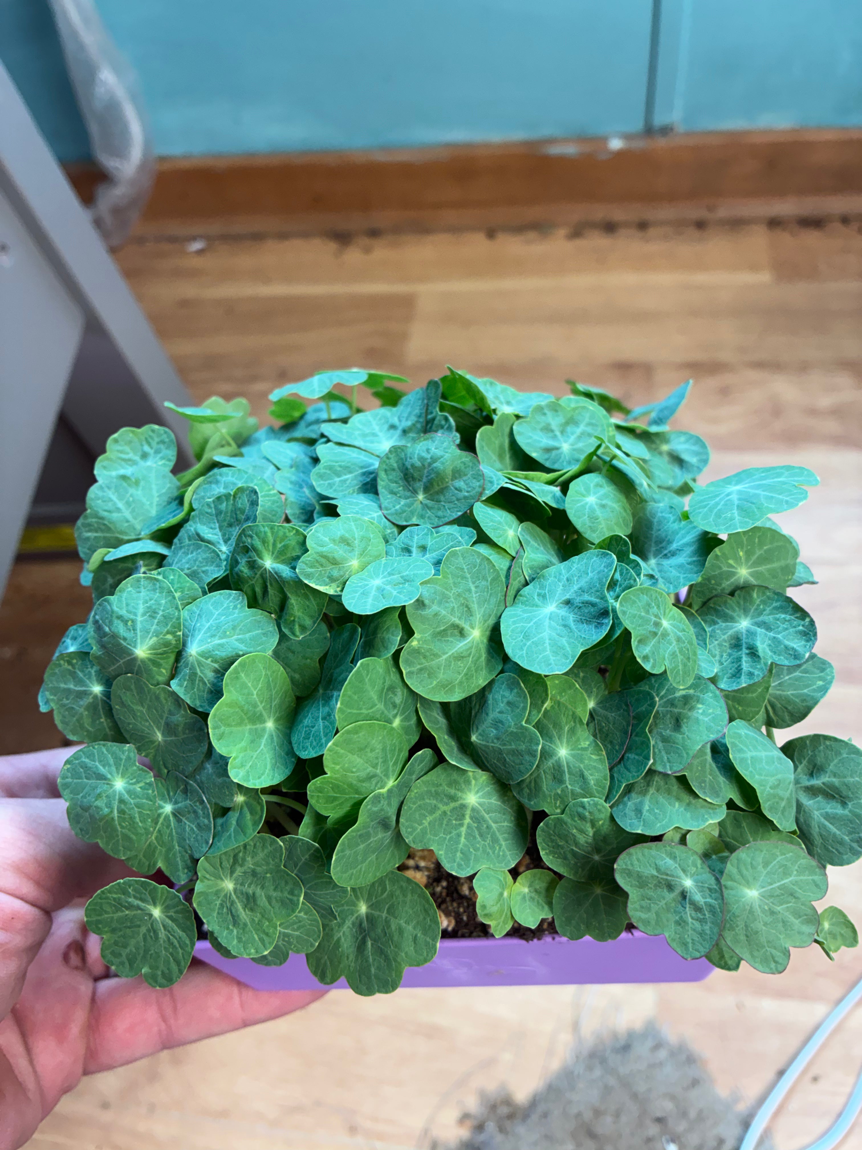 Johnny’s Alaska Mix Nasturtium — Live Edible Plant