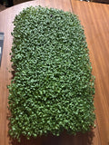 Broccoli Microgreens - 2oz Clamshell