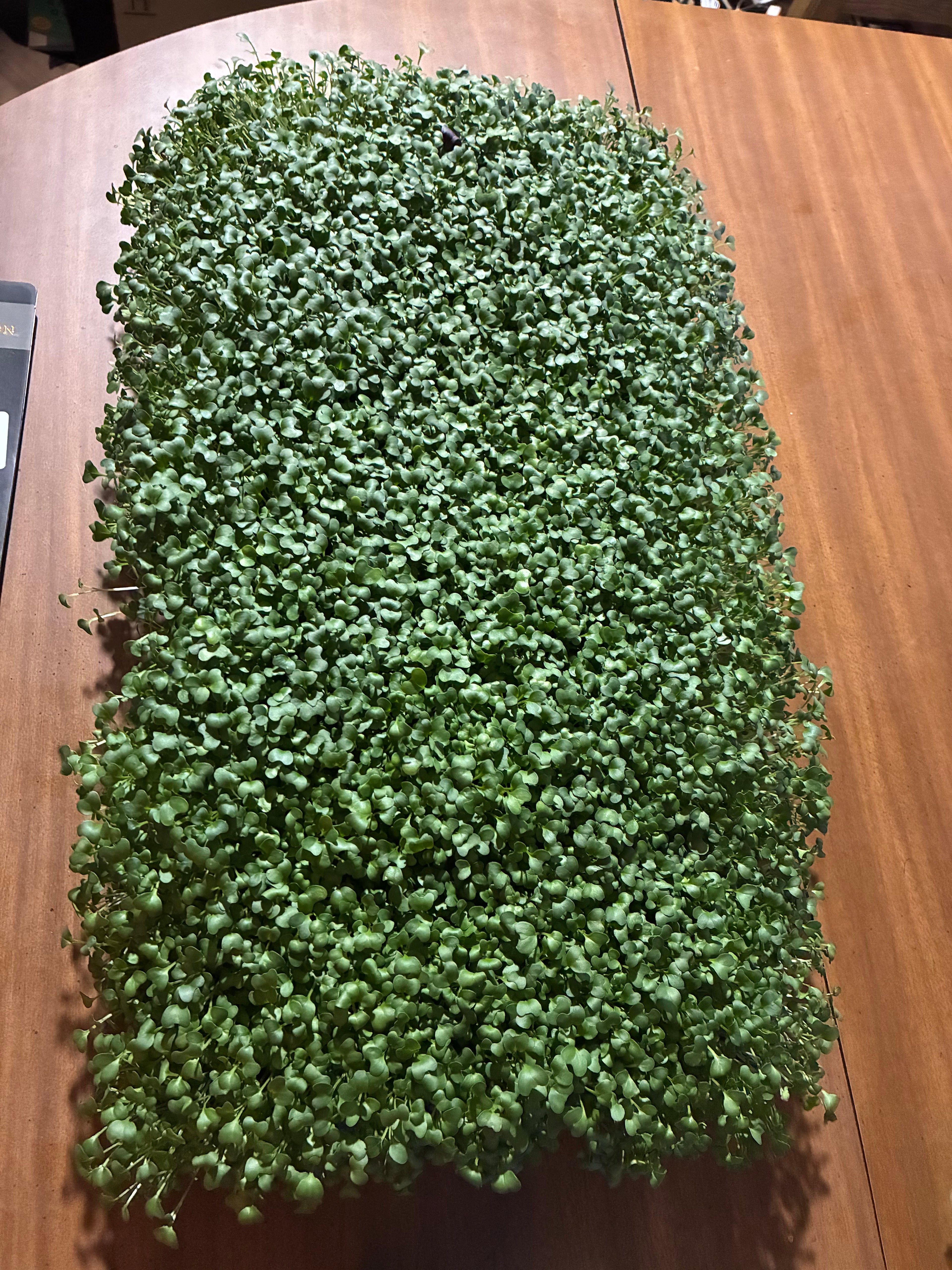 Broccoli Microgreens - 2oz Clamshell