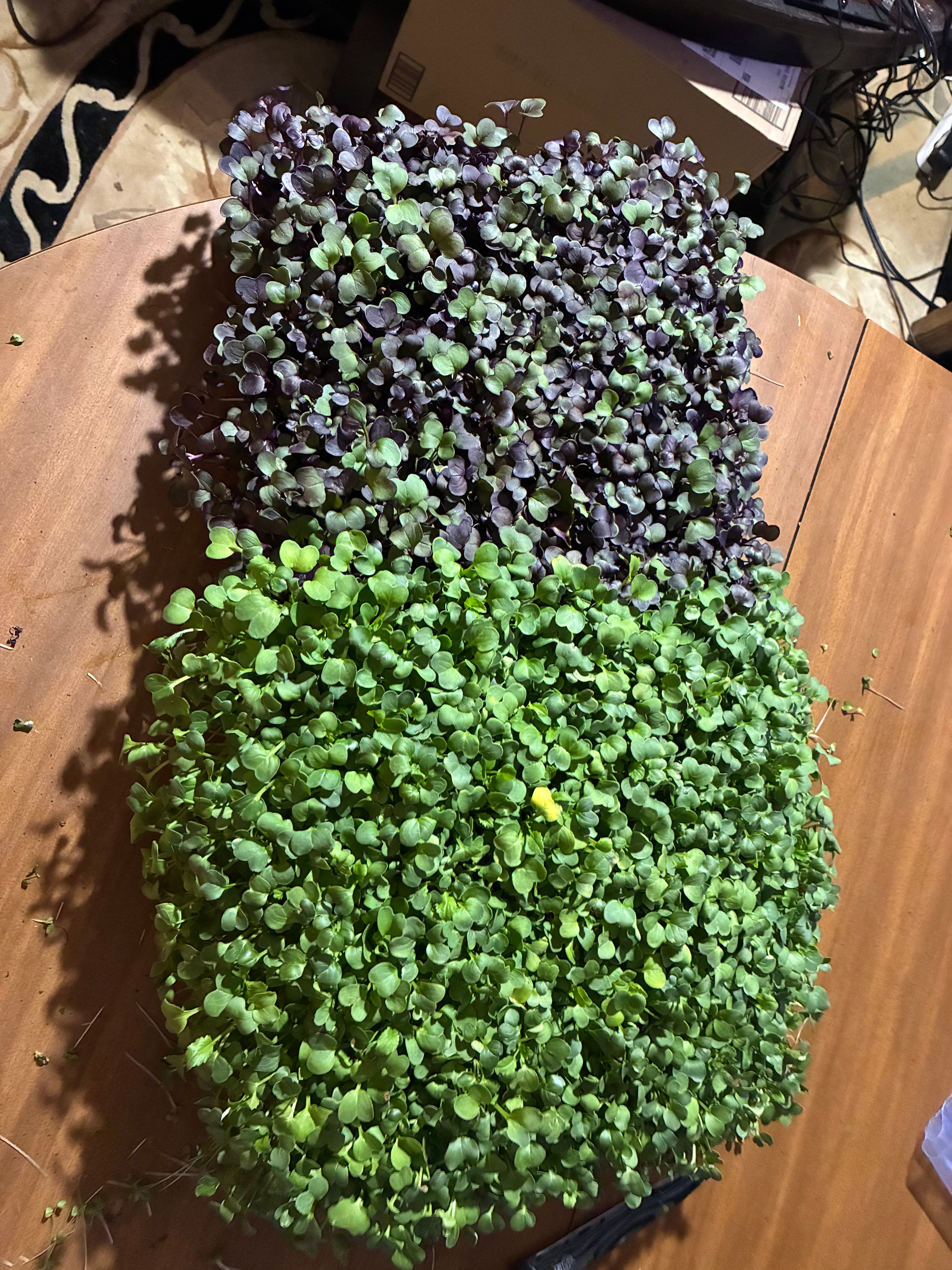 Radish Microgreens - 2oz Clamshell