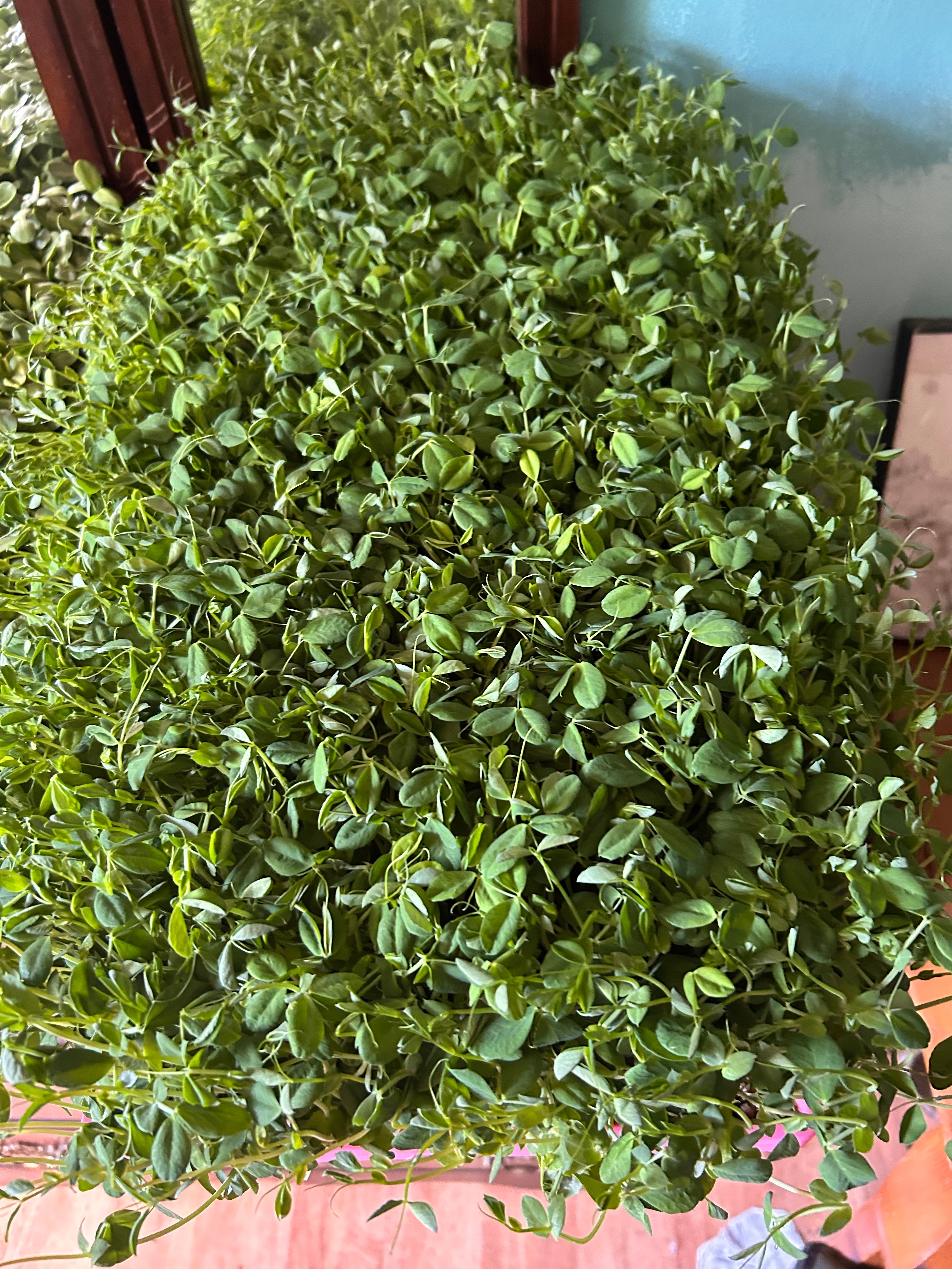 Pea Shoots Microgreens - 2oz Clamshell