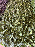 Sunflower Microgreens - 2oz Clamshell