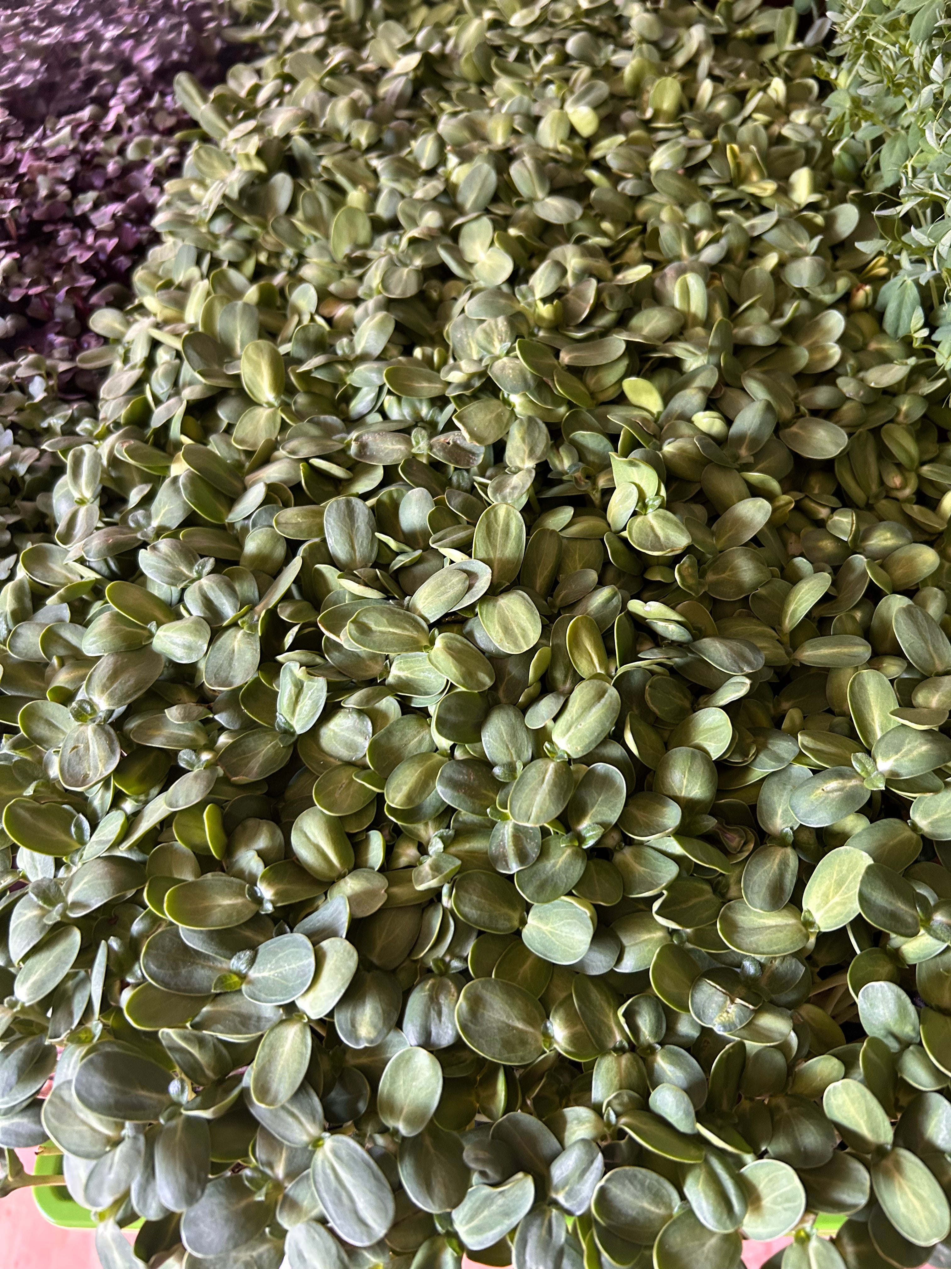 Sunflower Microgreens - 2oz Clamshell
