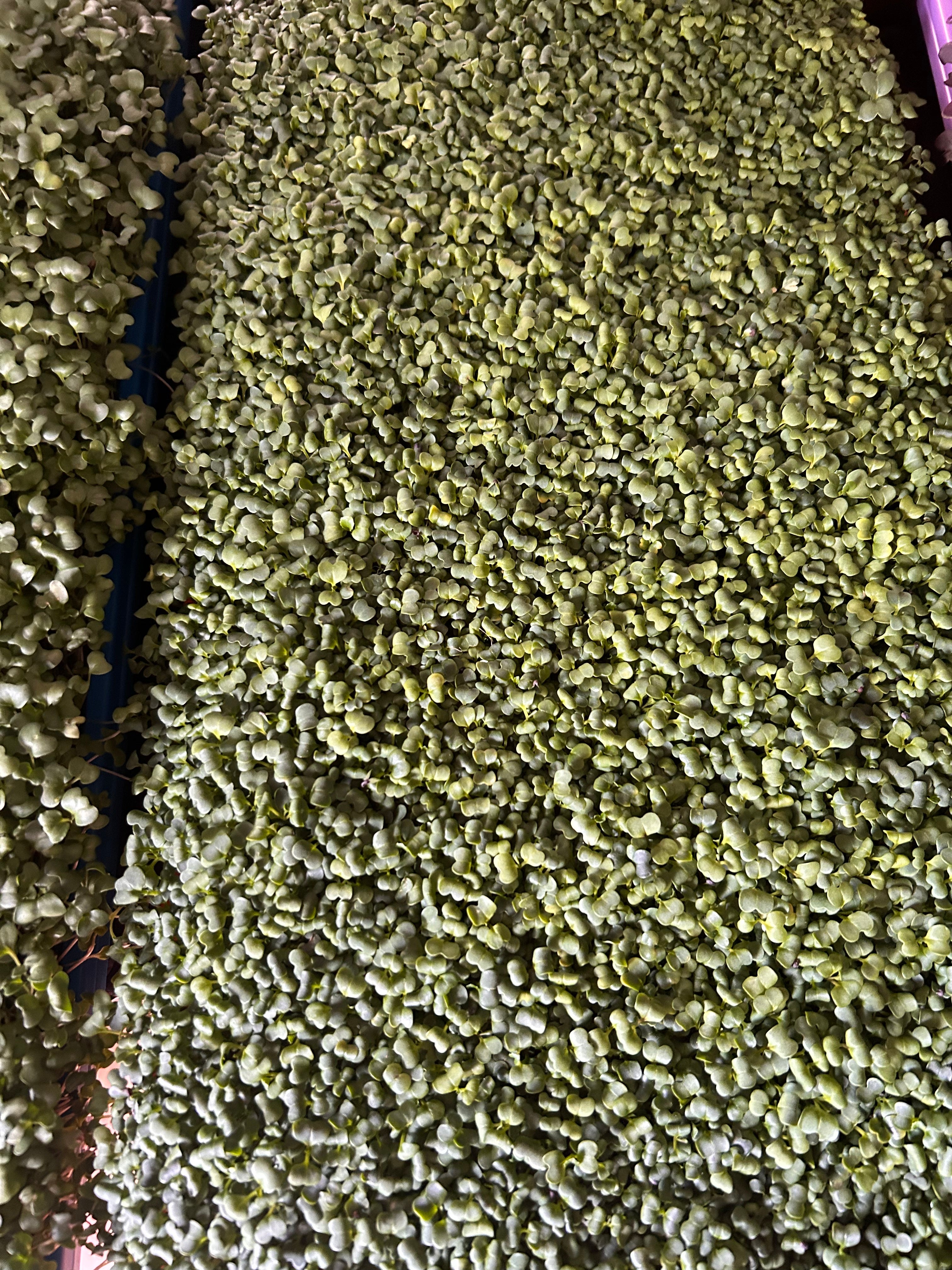Green Mustard Microgreens - 2oz Clamshell